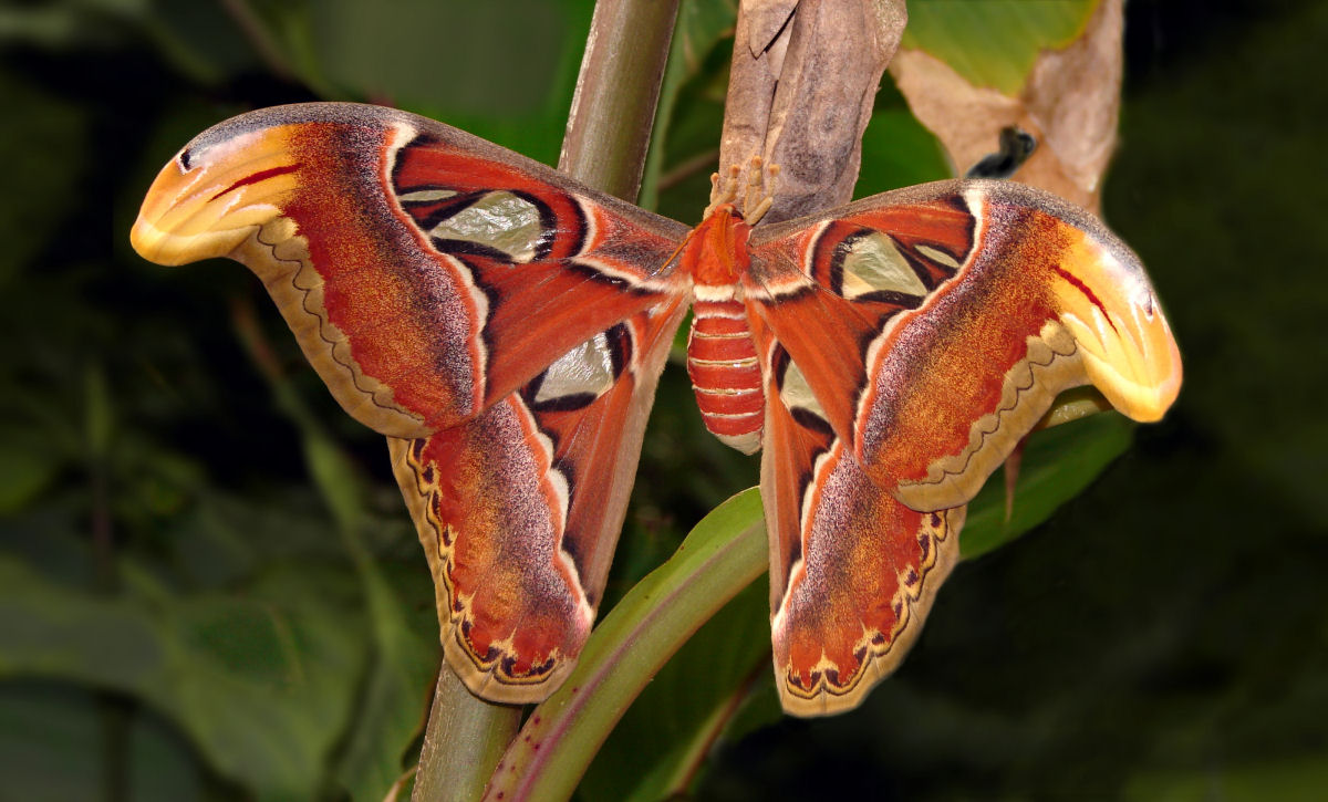 Mariposa-atlas, a maior mariposa do mundo, não tem boca e não pode se alimentar