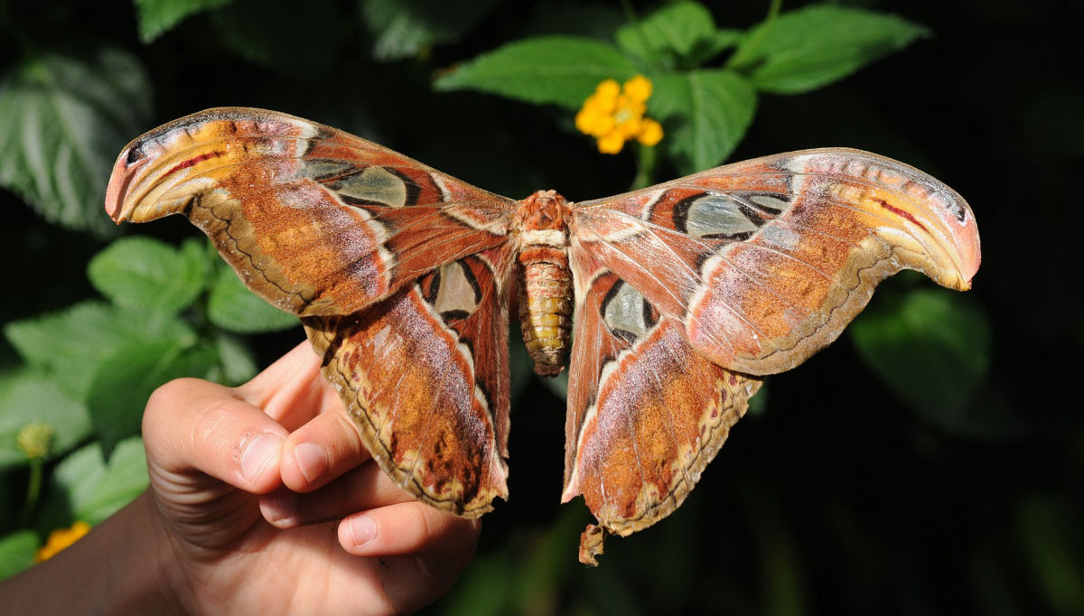 Mariposa-atlas, a maior mariposa do mundo, não tem boca e não pode se alimentar