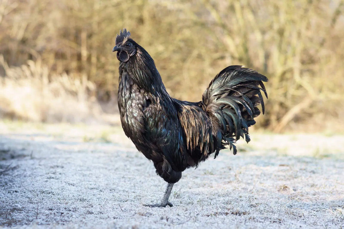 Penas de ouro: a galinha mais cara do mundo