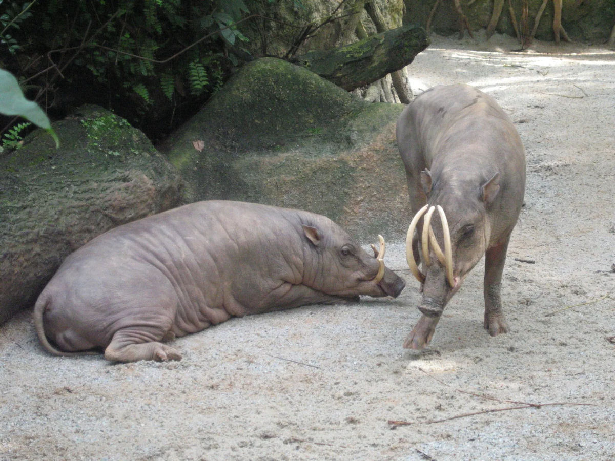 Babirussa, o estranho porco de chifres que pode morrer empalado com a prpria presa