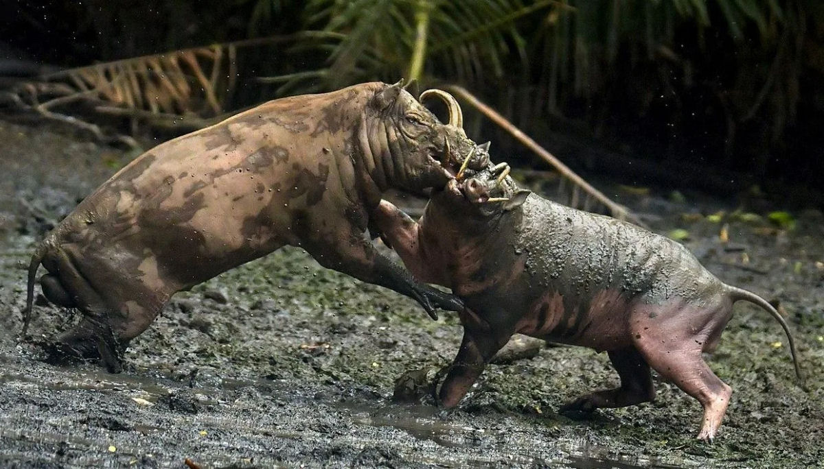 Babirussa, o estranho porco de chifres que pode morrer empalado com a prpria presa