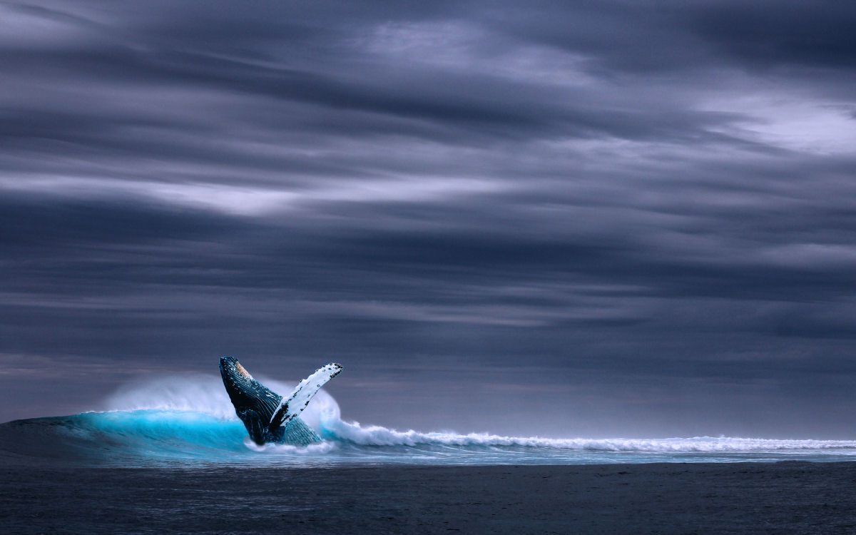 A baleia azul pode pesar até 150 mil kg e tem o maior pênis do reino animal
