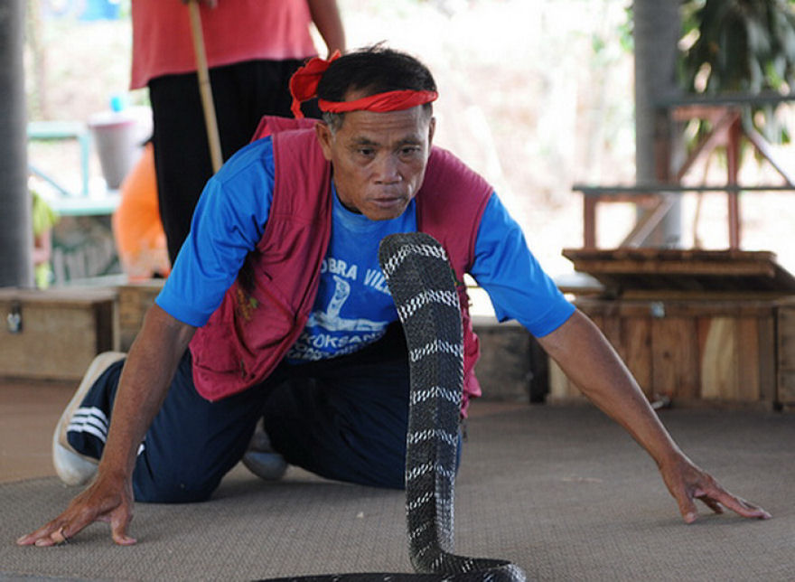 Vila das Cobras na Tailândia, onde homens e cobras vivas em harmonia 04