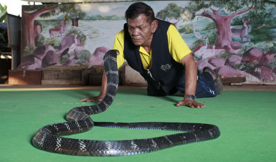 Vila das Cobras na Tailândia, onde homens e cobras vivas em harmonia 05