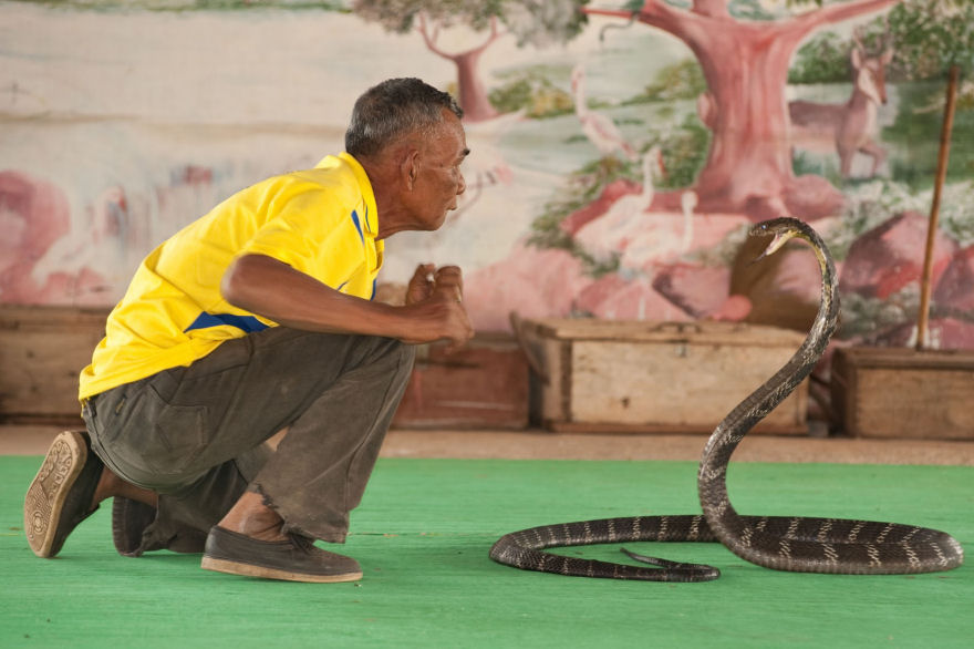 Vila das Cobras na Tailândia, onde homens e cobras vivas em harmonia 07