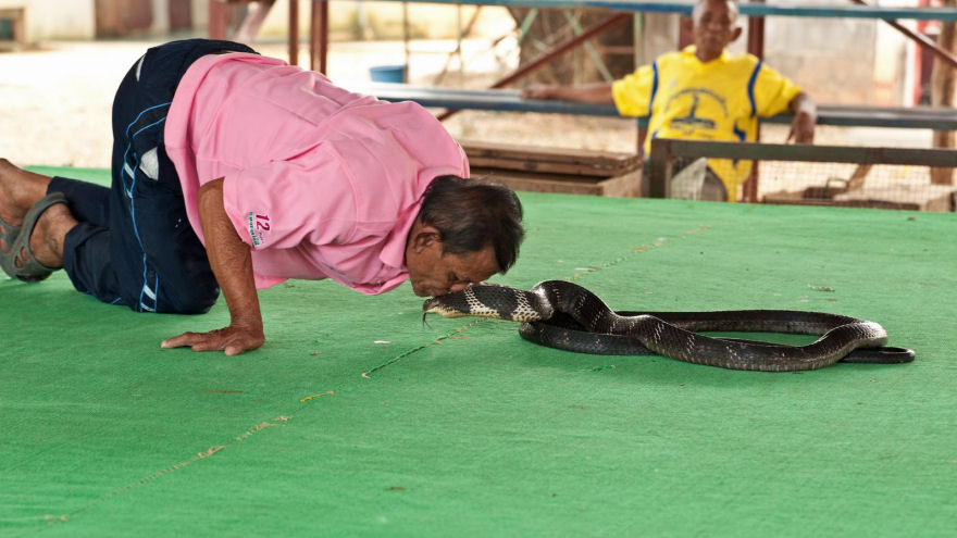 Vila das Cobras na Tailândia, onde homens e cobras vivas em harmonia 08