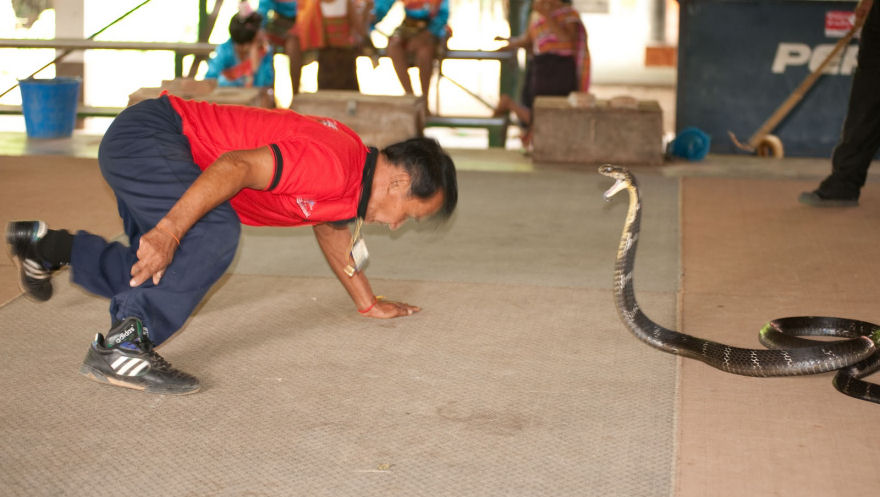 Vila das Cobras na Tailândia, onde homens e cobras vivas em harmonia 10