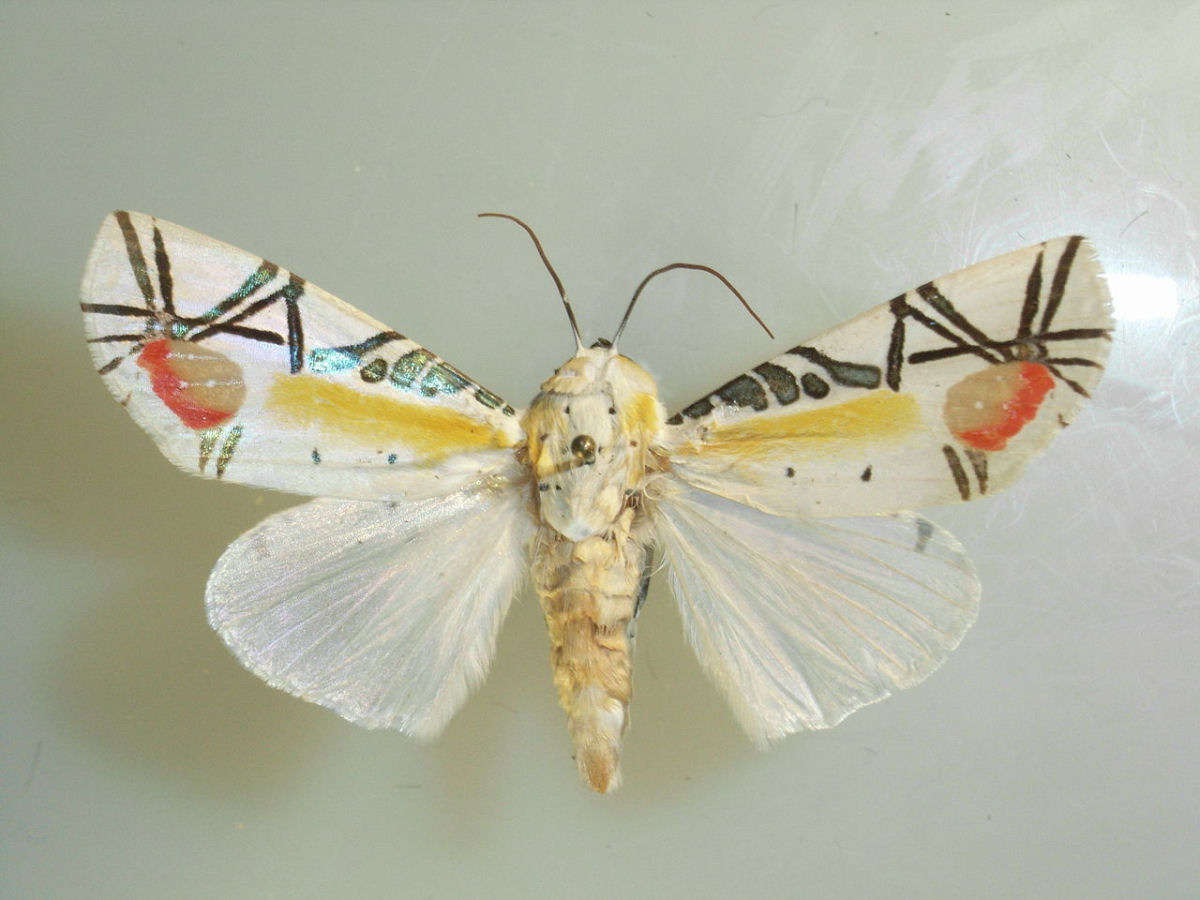 Esta mariposa  to bonita que esto replicando-a para ser vendida como obra-de-arte