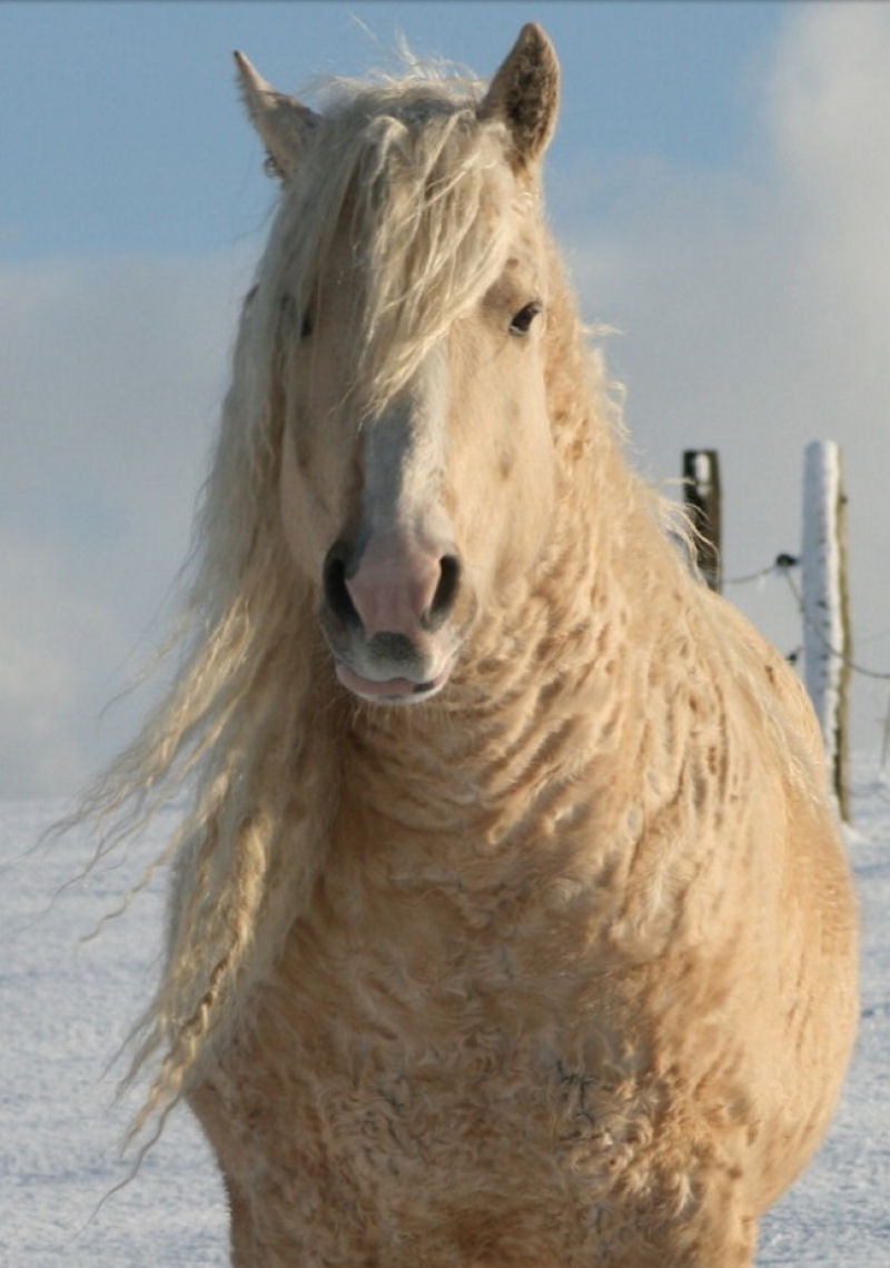 Bashkir Curlies, uma das raas mais bonitas de cavalos graas a seu pelo encaracolado