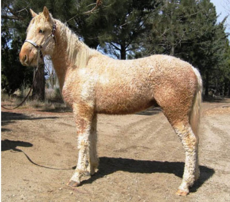 Bashkir Curlies, uma das raas mais bonitas de cavalos graas a seu pelo encaracolado