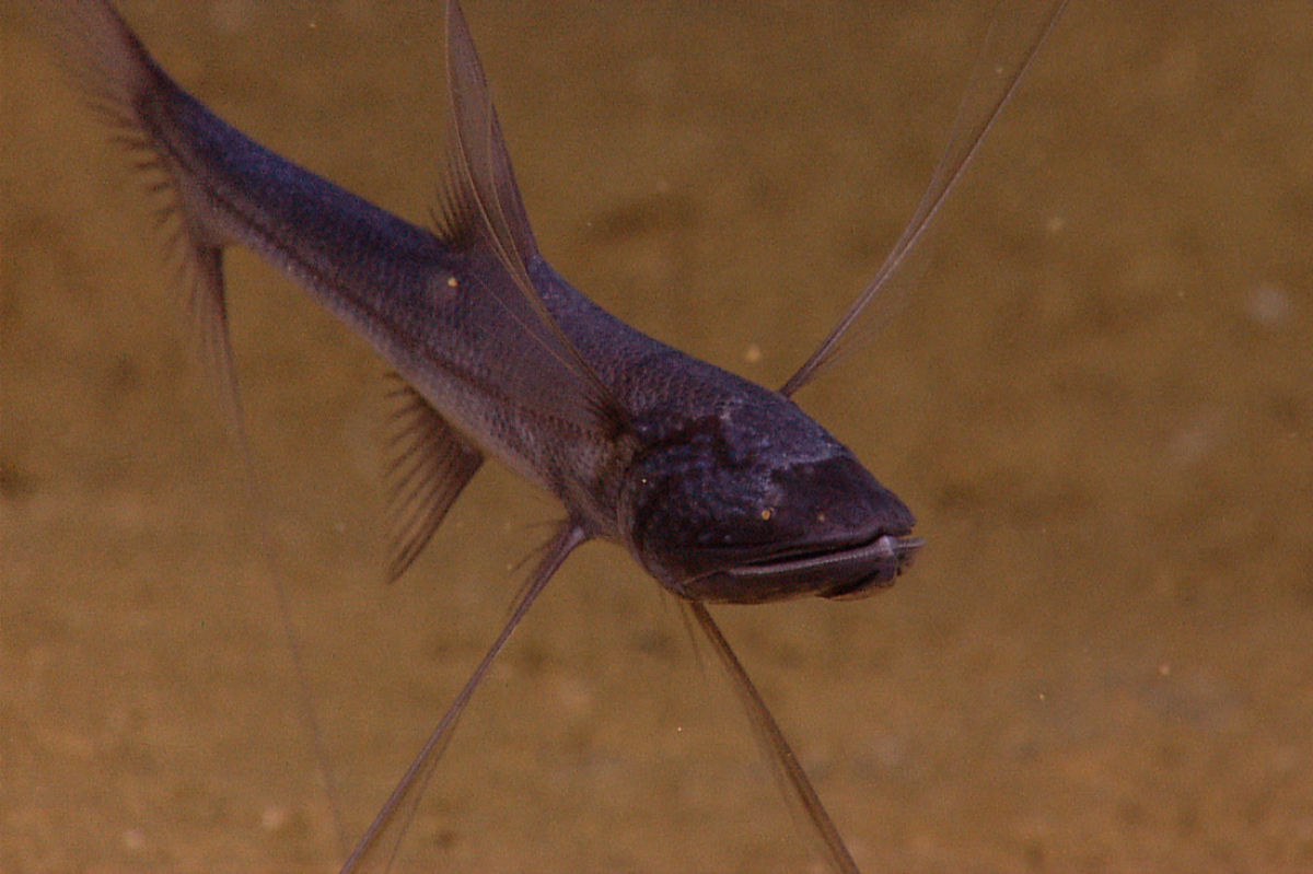 Peixe trip: um peixe de profundidade capaz de 'ficar de p'