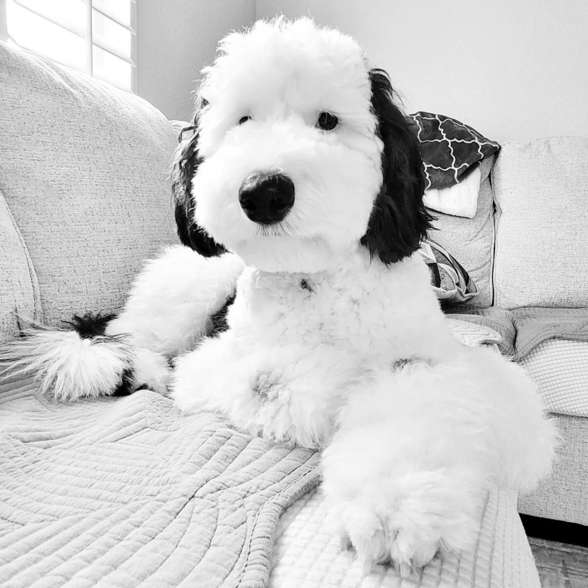 Bayley, a cadelinha adorvel, parece um Snoopy da vida real 03