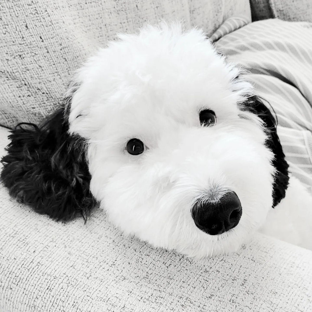 Bayley, a cadelinha adorvel, parece um Snoopy da vida real 05