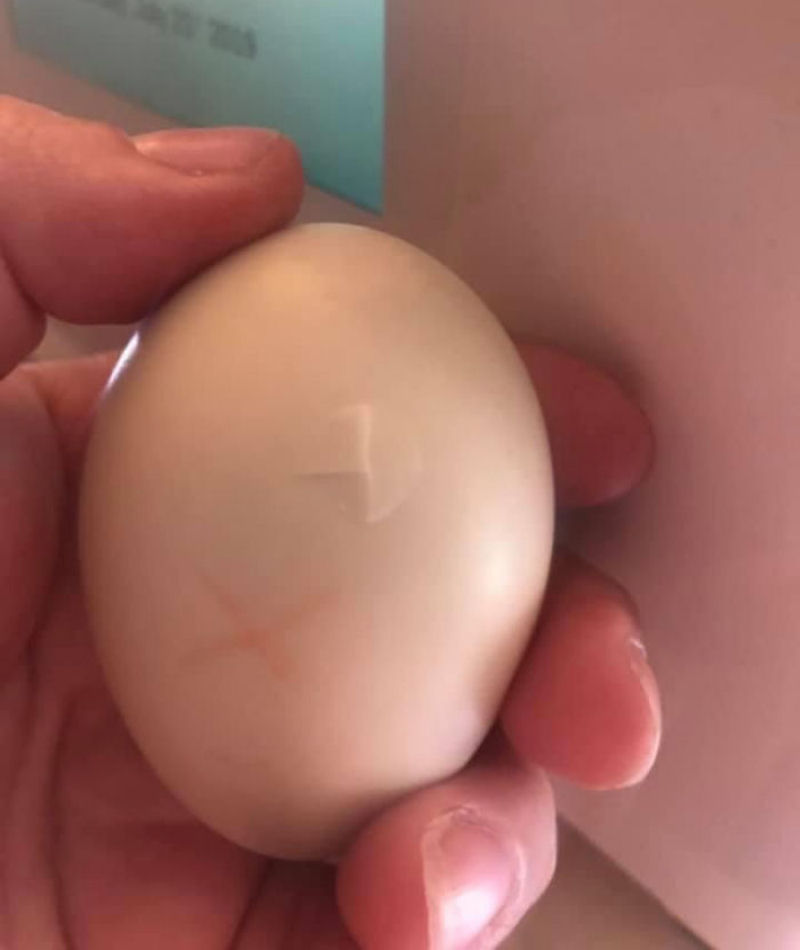Americana choca um ovo de pato carregando-o no sutiã por 35 dias