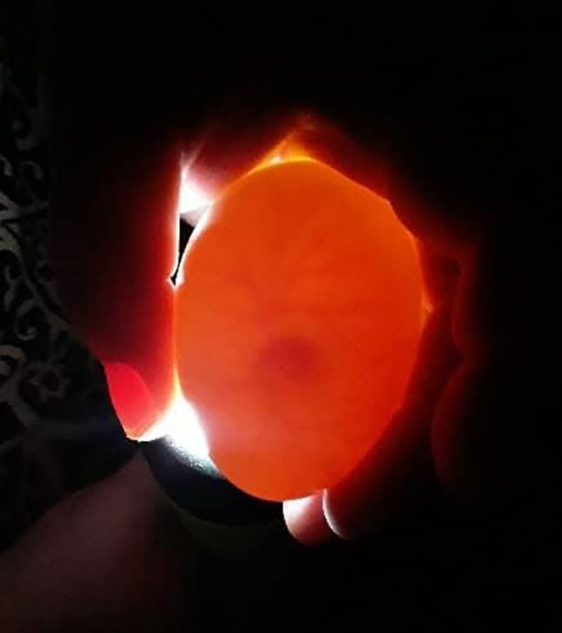 Americana choca um ovo de pato carregando-o no sutiã por 35 dias