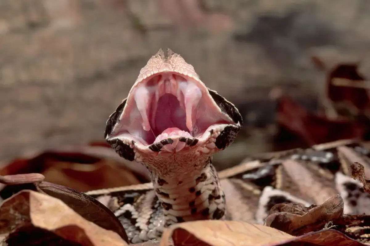 A enorme vbora-do-Gabo tem as presas mais longas de qualquer cobra venenosa da Terra