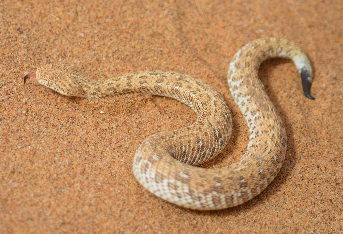 Cobras usam frico e redistribuio de peso para deslizar em terreno plano