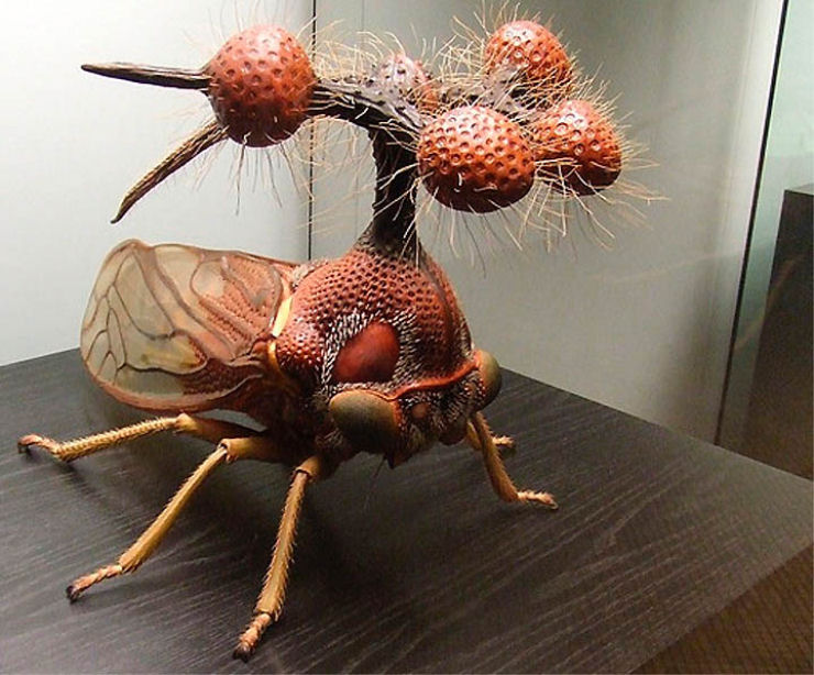 Surrealismo natural: o inseto mais raro do mundo