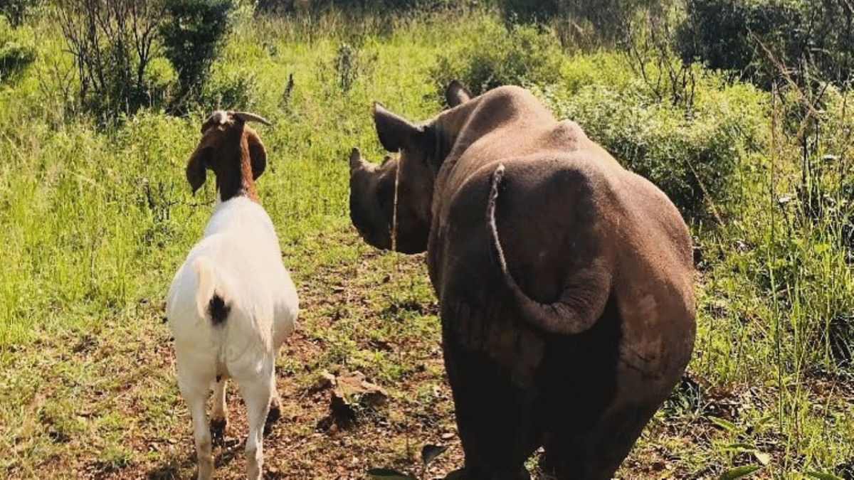 Rinoceronte e cabra resgatados se tornam melhores amigos