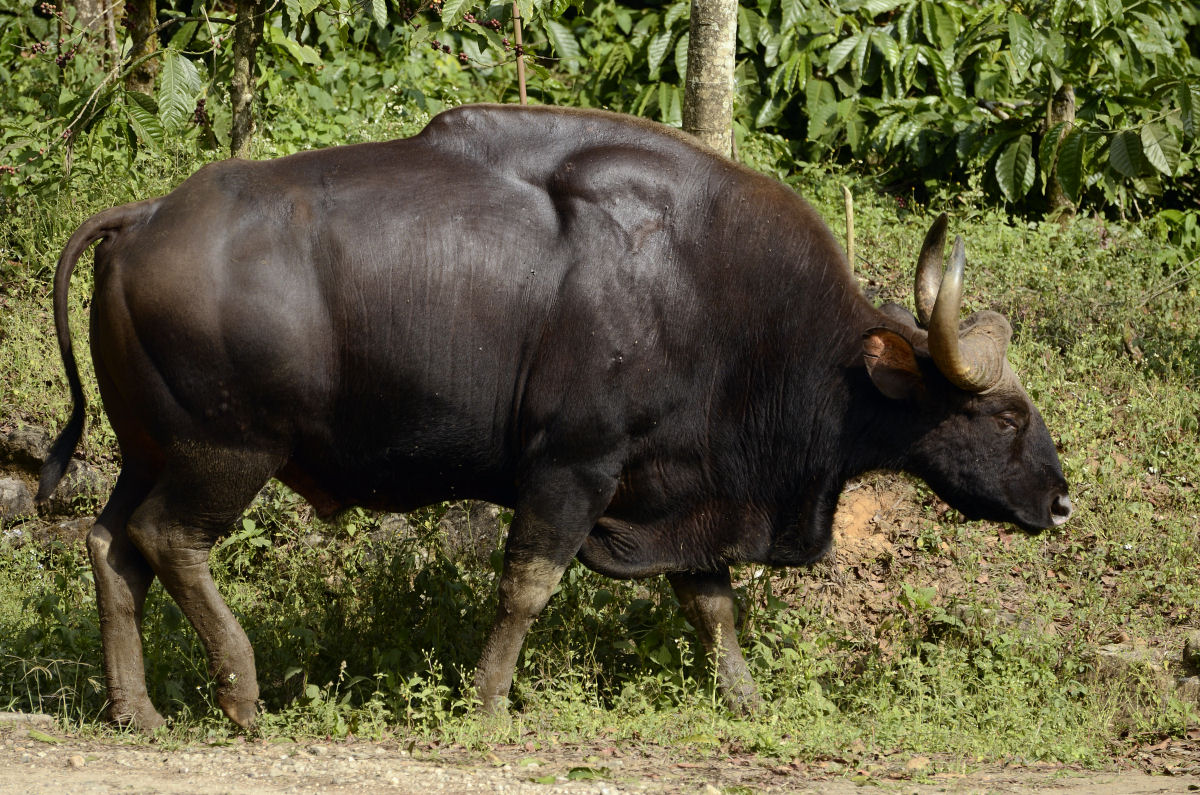 Os gauros esto entre os maiores animais terrestres existentes