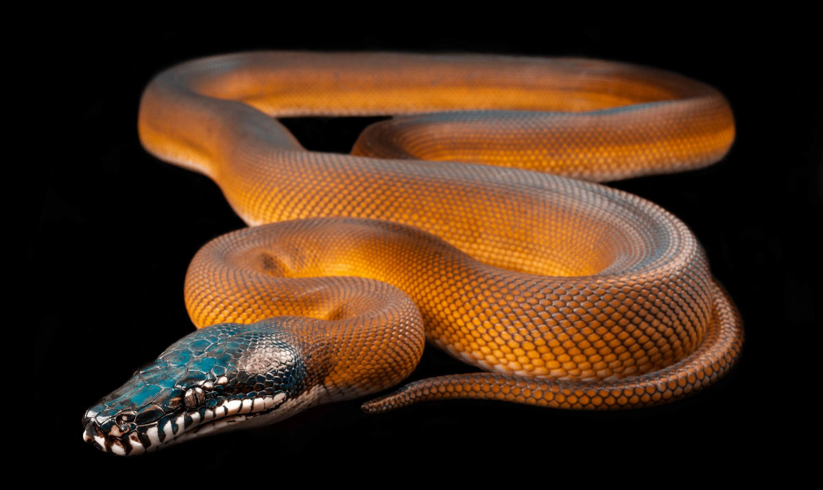 A serpente arco-ris: a pton de lbios brancos