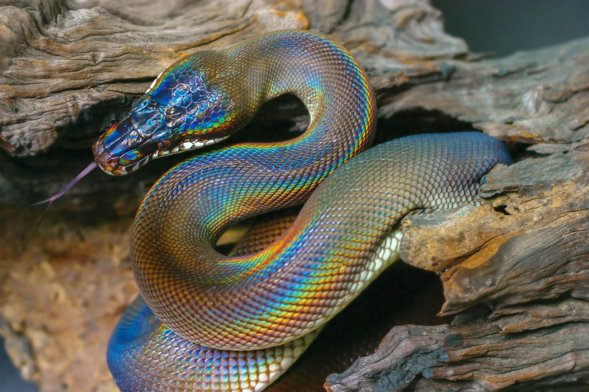 A serpente arco-ris: a pton de lbios brancos