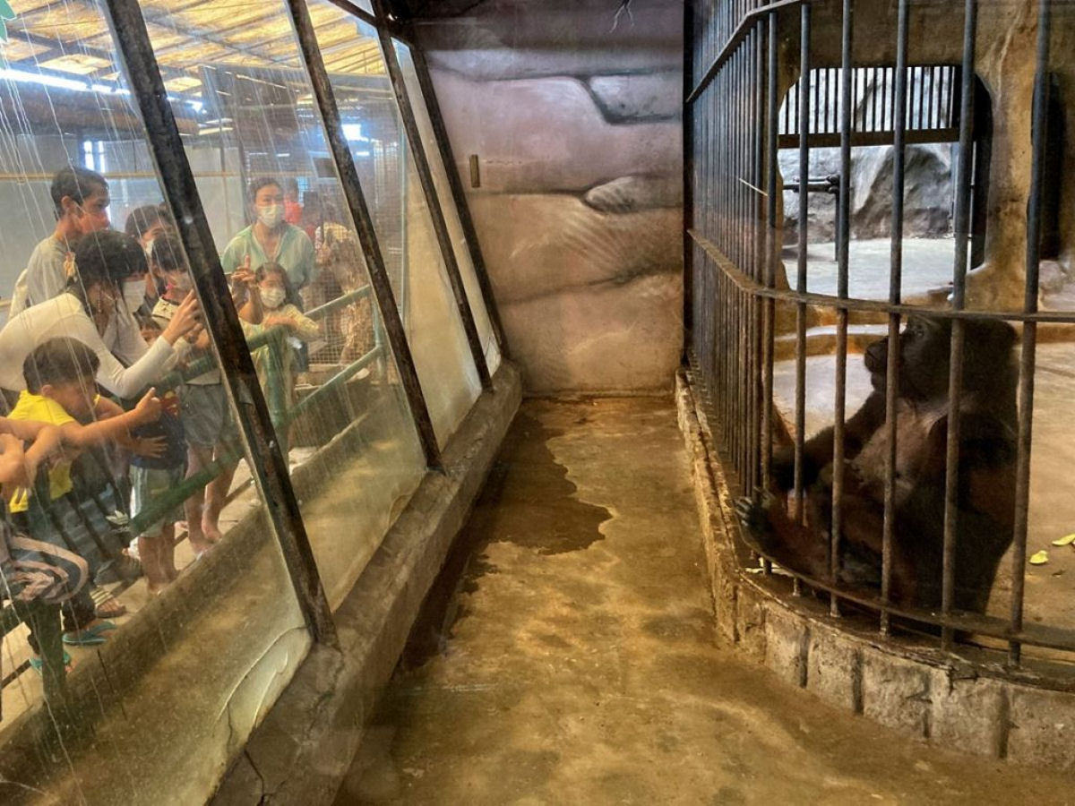 'Morrendo de tdio': a luta para libertar uma gorila de um shopping na Tailndia