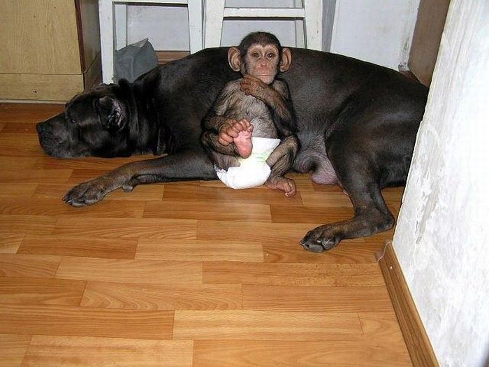 Cadela adota filhote de chimpanz 16