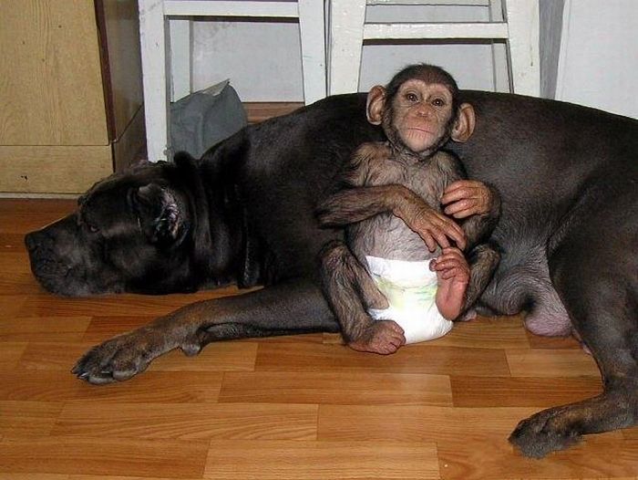 Cadela adota filhote de chimpanz 19