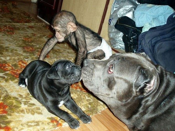 Cadela adota filhote de chimpanz 20