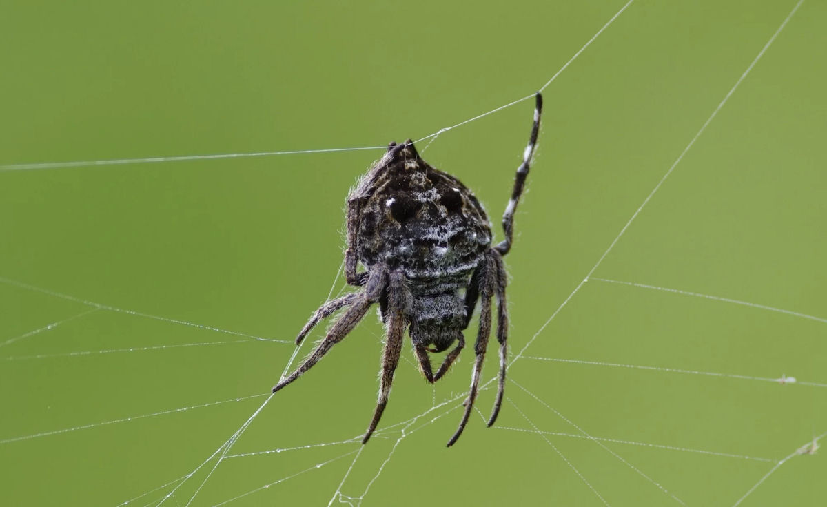 Rara aranha de Madagascar pode lanar sua teia at 25 metros sobre um rio
