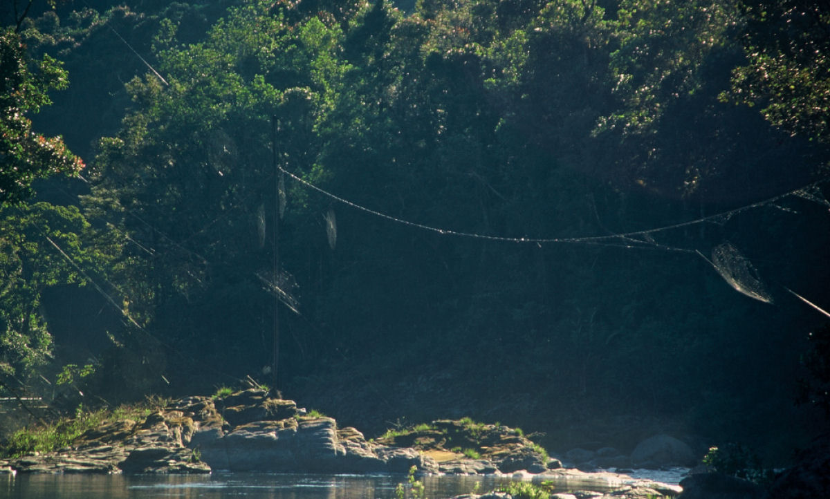 Rara aranha de Madagascar pode lanar sua teia at 25 metros sobre um rio