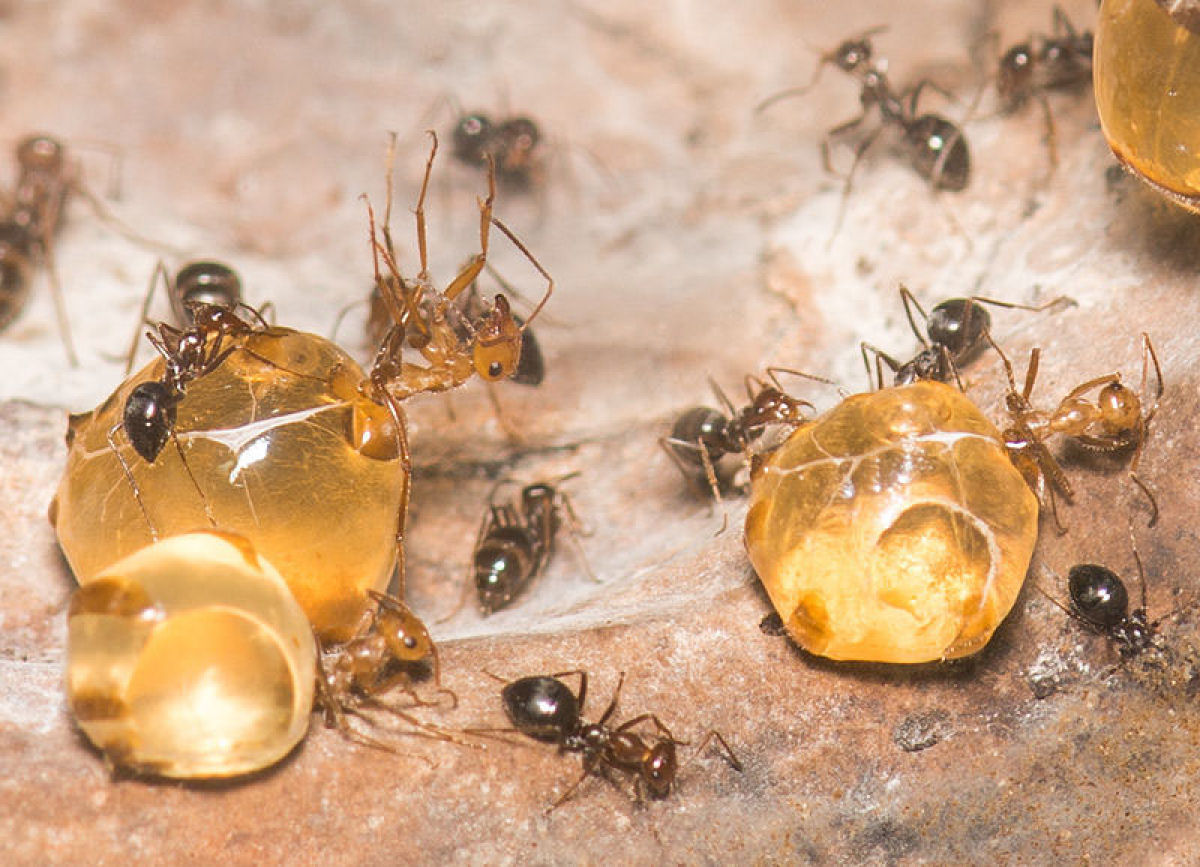 Bizarro mel de formiga australiana, usado na medicina indgena, inspira novos antibiticos poderosos