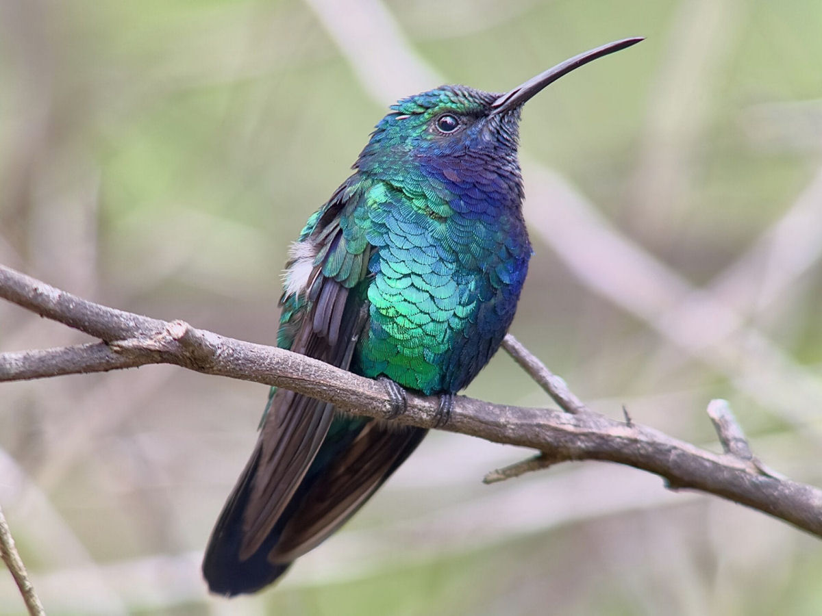 Um dos colibris mais raros do mundo faz uma apario deslumbrante na Colmbia