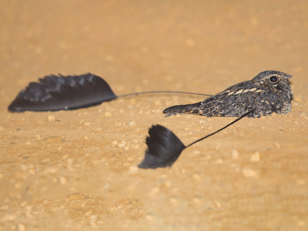 O noitib-estandarte macho tem um ornamento de asa bizarro durante a poca de reproduo