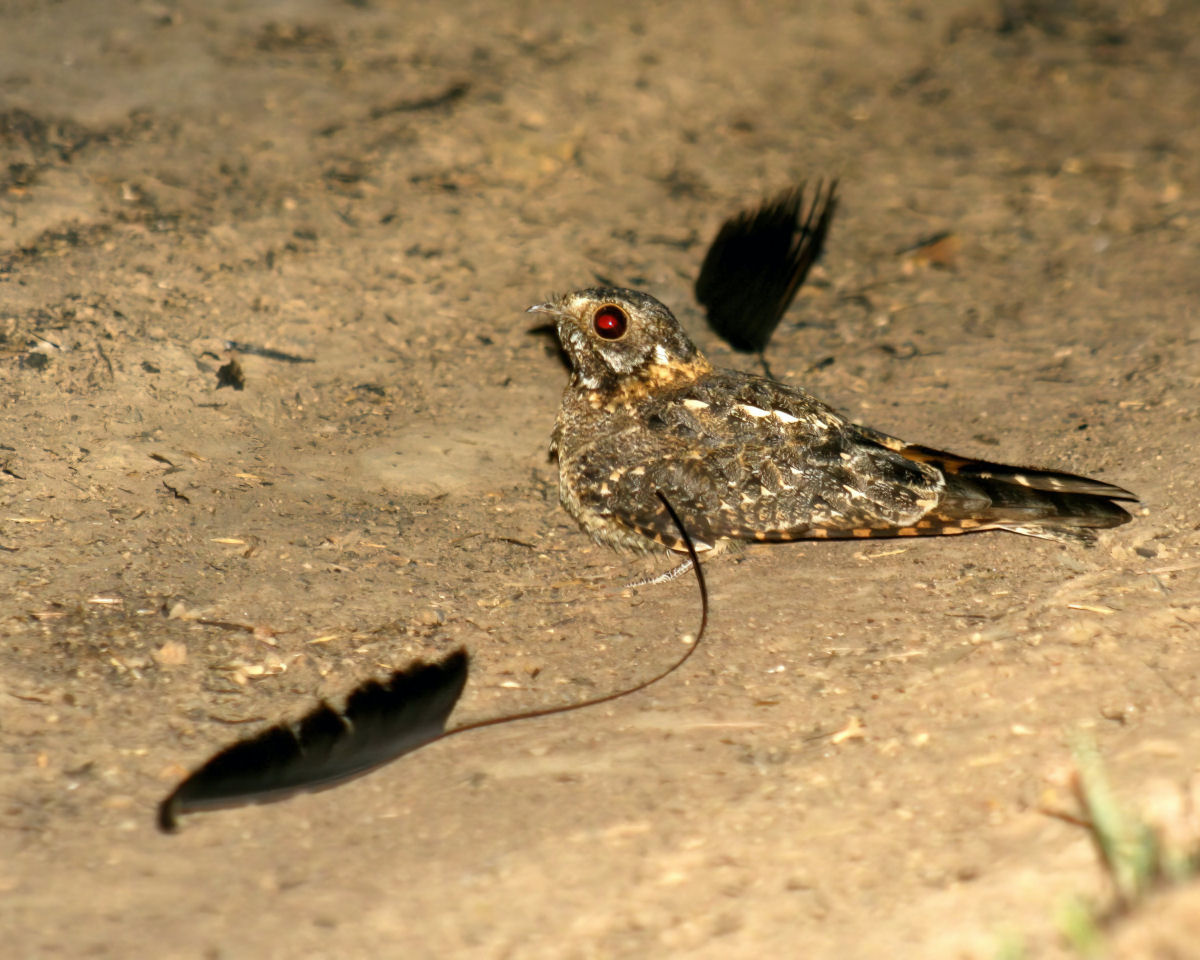 O noitib-estandarte macho tem um ornamento de asa bizarro durante a poca de reproduo