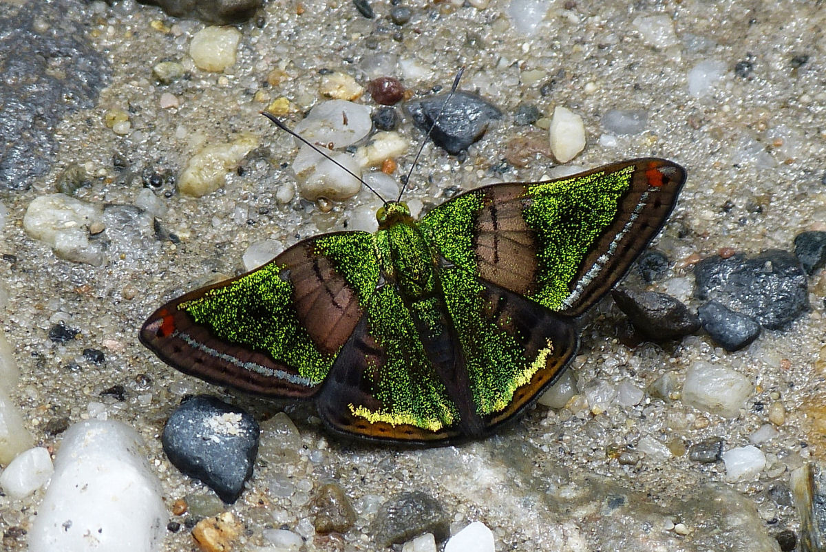 As brilhantes borboletas e mariposas peruanas filmadas por Kazuo Unno