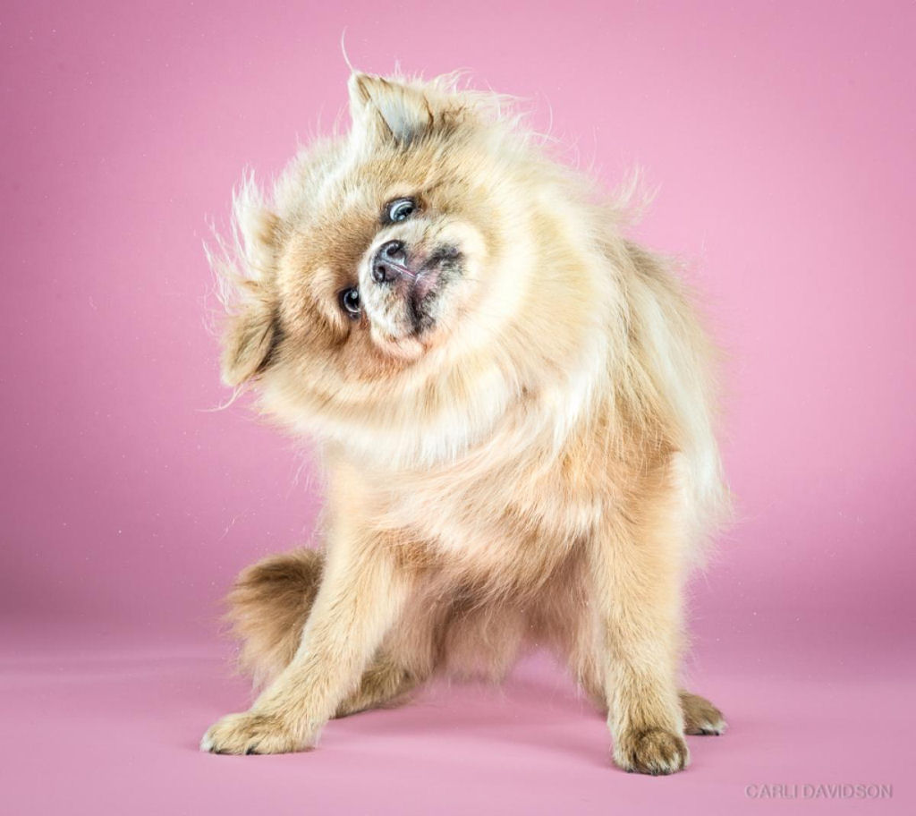 Shake Puppies - As fotografias em alta velocidade de cezinhos se sacudindo 11