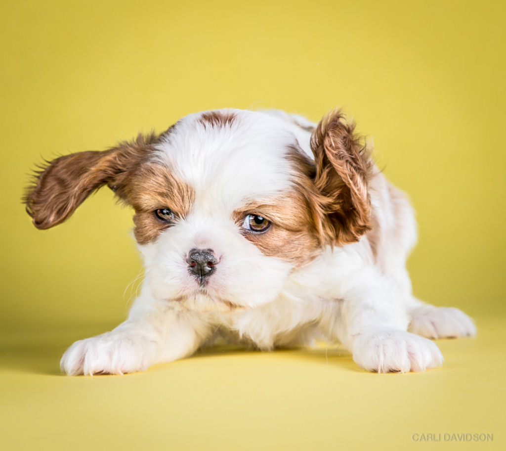 Shake Puppies - As fotografias em alta velocidade de cezinhos se sacudindo 12