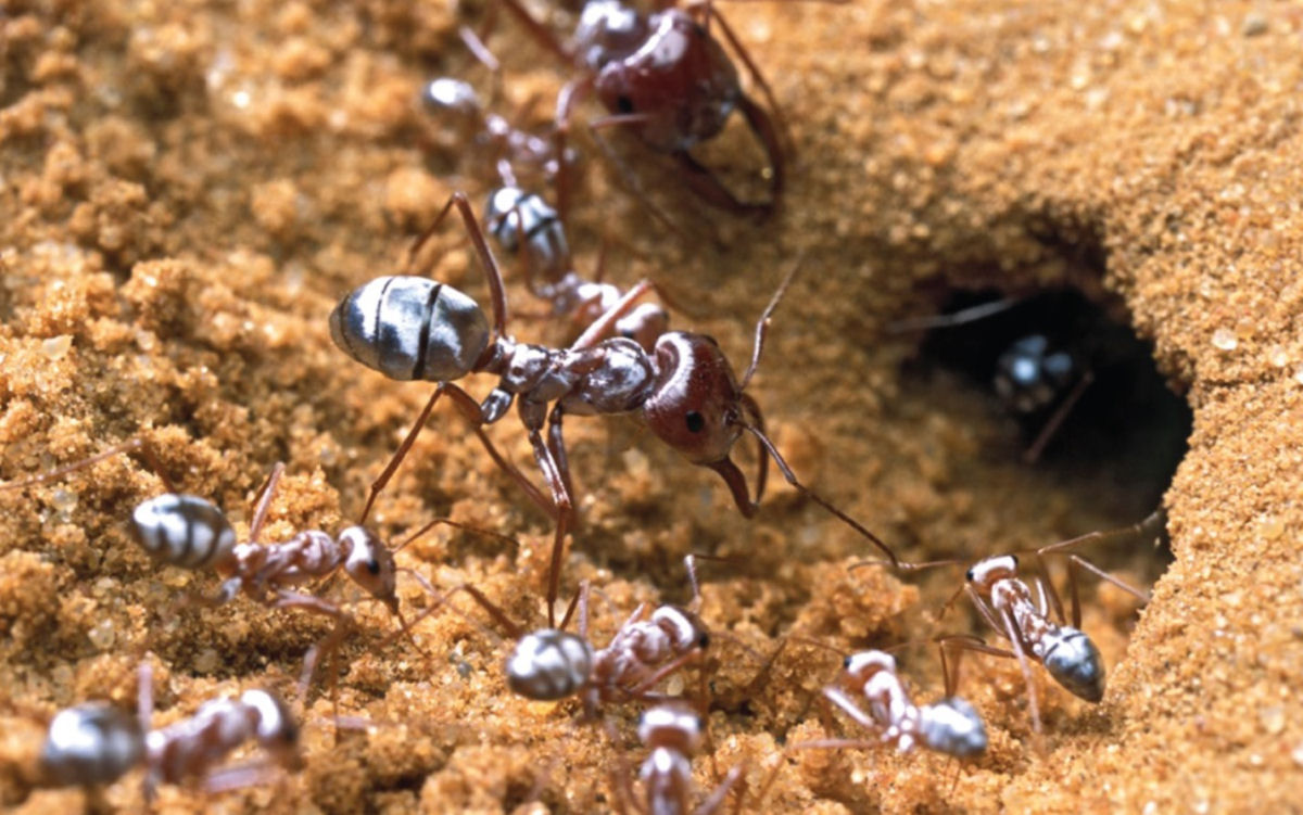 Em relao ao tamanho do corpo, as formigas-prateadas-do-Saara correm 20 vezes mais rpido que Usain Bolt