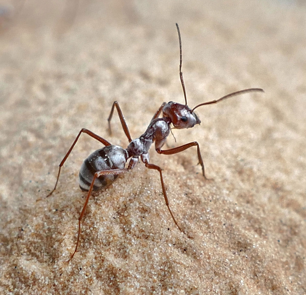 Em relao ao tamanho do corpo, as formigas-prateadas-do-Saara correm 20 vezes mais rpido que Usain Bolt