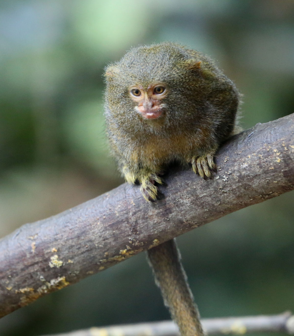 O menor macaco do mundo vive na Amaznia