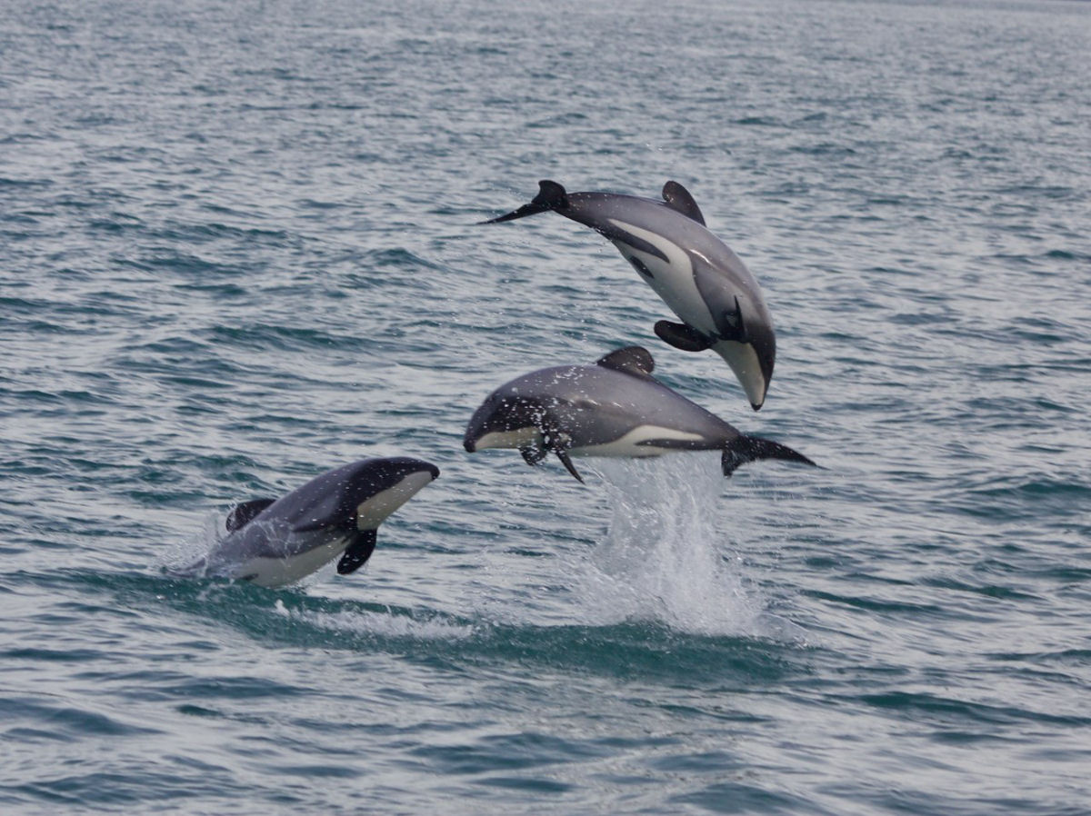 Os golfinhos-de-Hector da Nova Zelândia são os menores e mais raros do mundo - Foto: Reprodução
