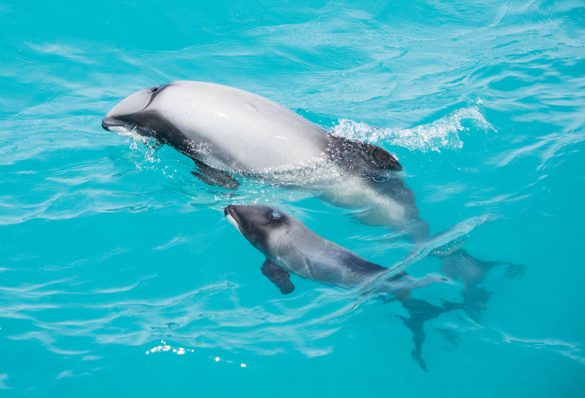Os golfinhos-de-Hector da Nova Zelndia so os menores e mais raros do mundo