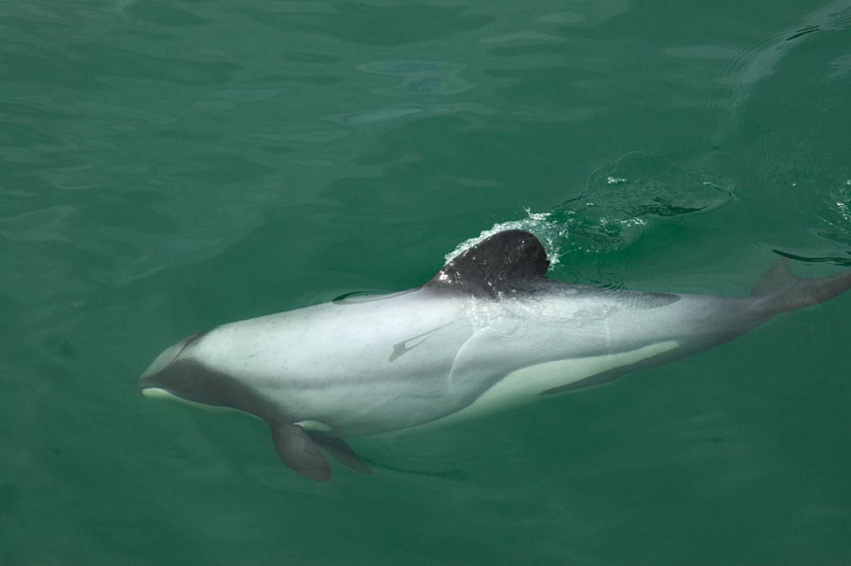 Os golfinhos-de-Hector da Nova Zelndia so os menores e mais raros do mundo