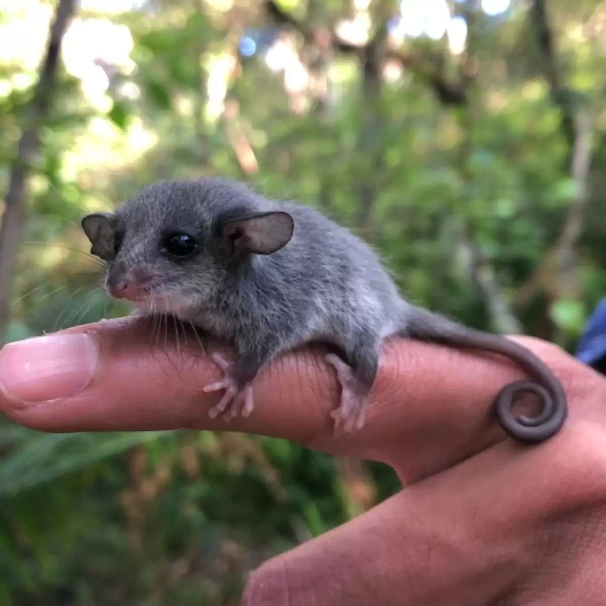 Pesquisadores encontram o menor filhote animal e ficam surpresos ao perceber que h mais