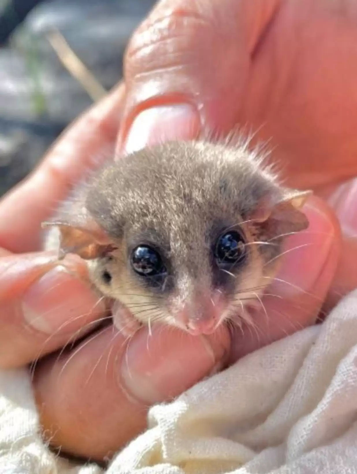 Pesquisadores encontram o menor filhote animal e ficam surpresos ao perceber que h mais