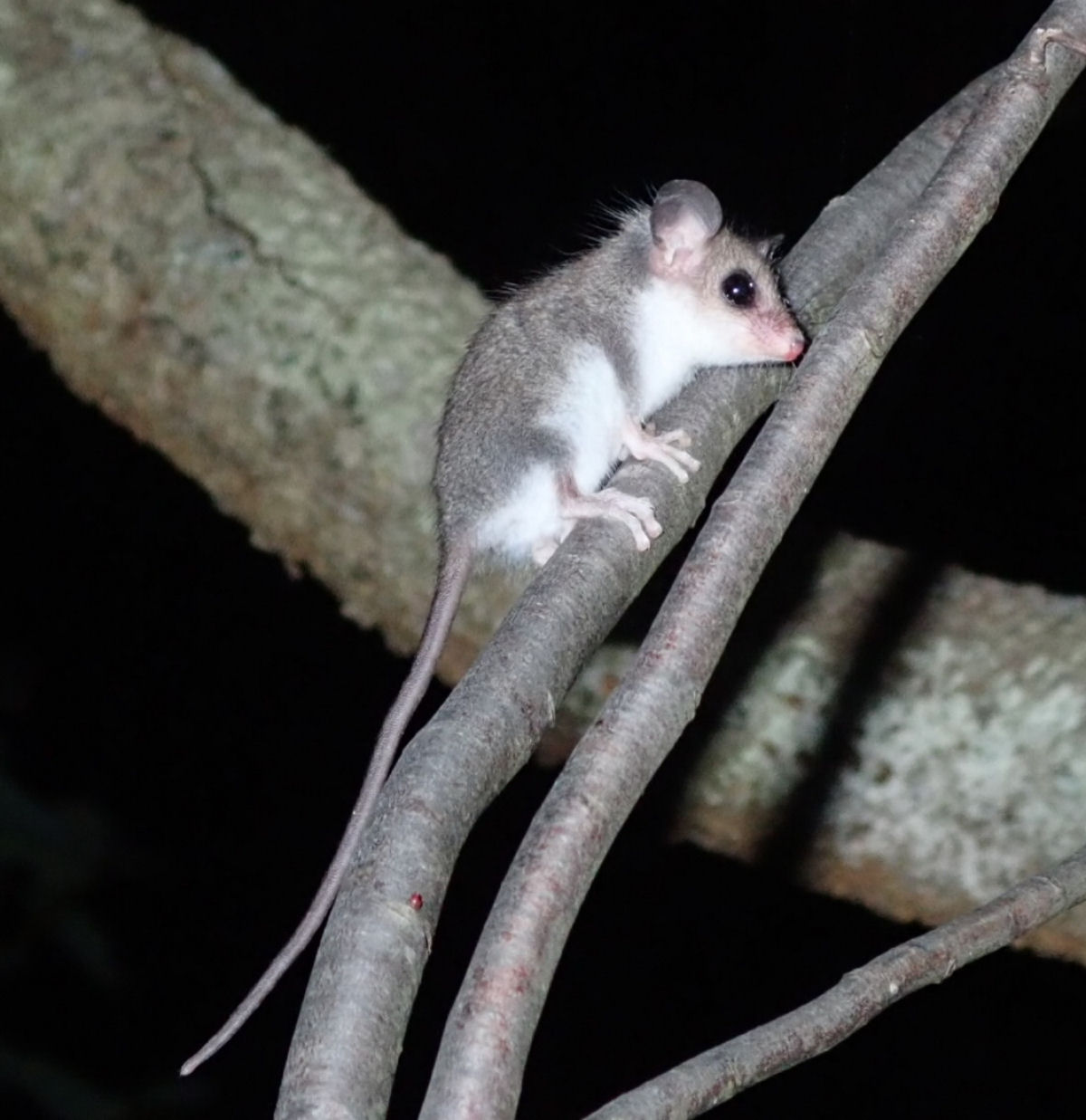 Pesquisadores encontram o menor filhote animal e ficam surpresos ao perceber que h mais