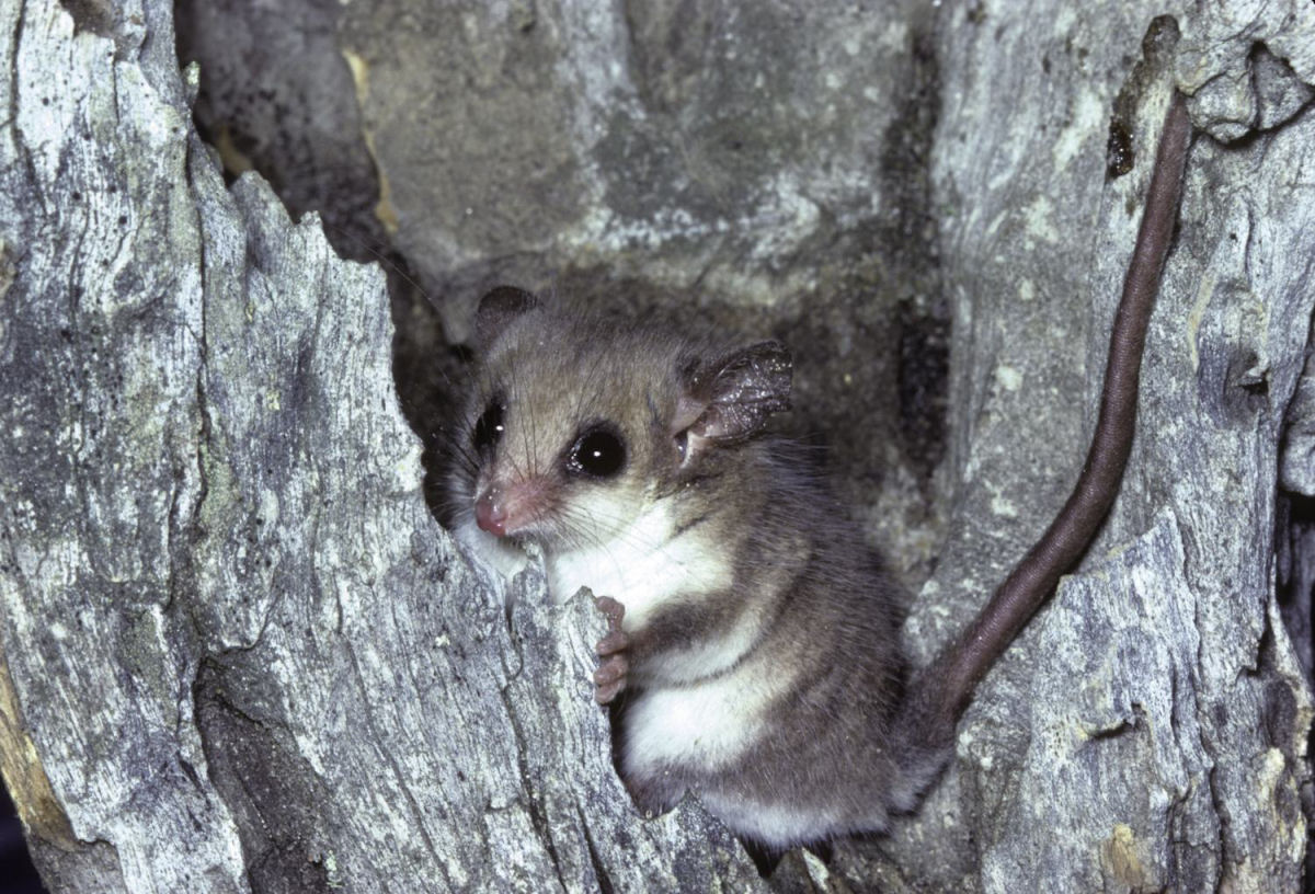 Pesquisadores encontram o menor filhote animal e ficam surpresos ao perceber que h mais