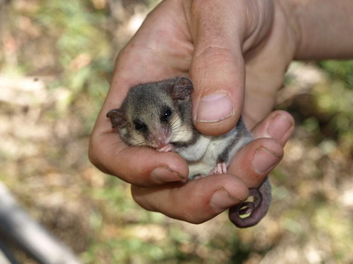 Pesquisadores encontram o menor filhote animal e ficam surpresos ao perceber que h mais